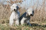BEDLINGTON TERRIER 144